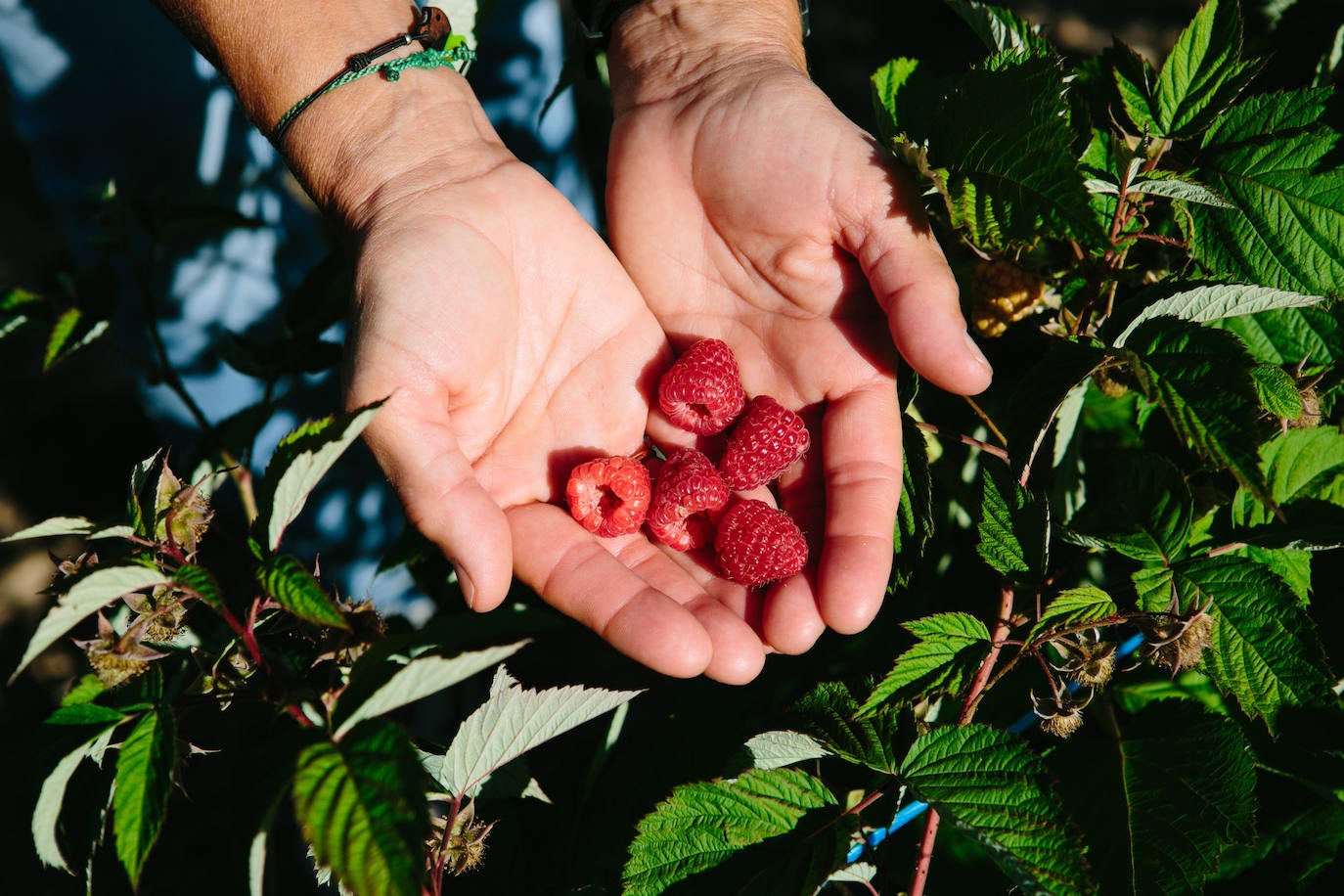 Fotos: Castilla y León se suma al cultivo de los frutos rojos