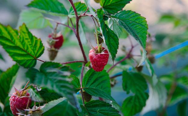 Los 'berries' de Castilla y León, referencia de calidad