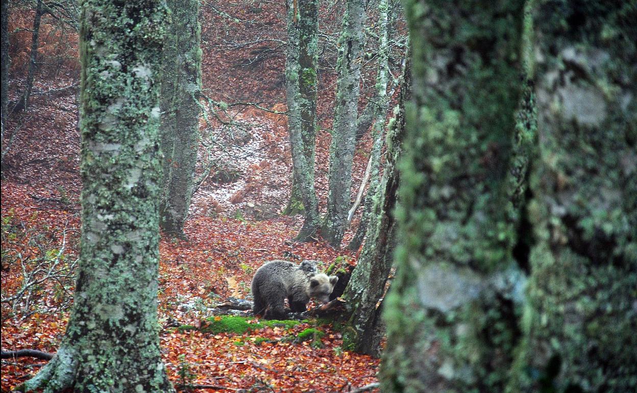 Cría de oso pardo en Asturias.