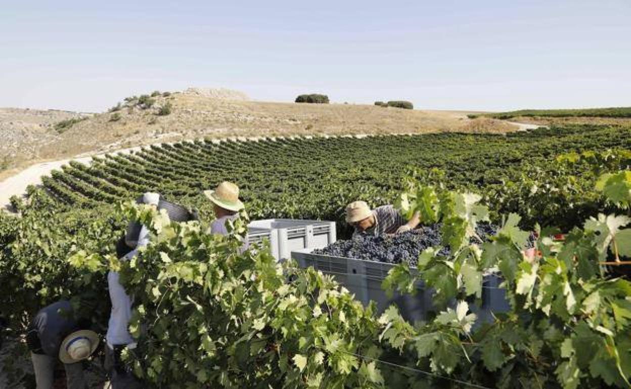 En pocas semanas llegarán las cuadrillas para vendimiar en la Ribera del Duero.