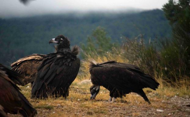 Grefa denuncia la desaparición de dos pollos de buitre negro recién nacidos en Huerta de Arriba