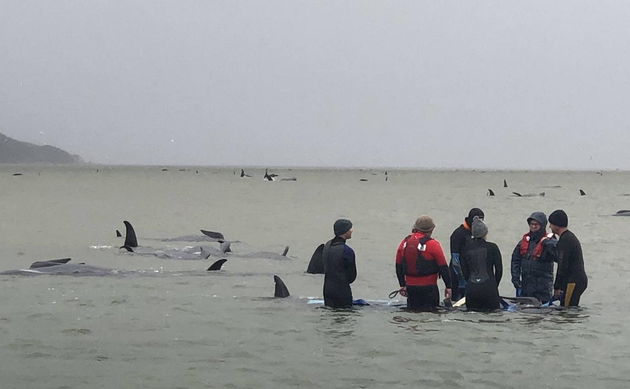 Unos voluntarios intentan salvar a una ballena encallada en la costa sur de Australia. 