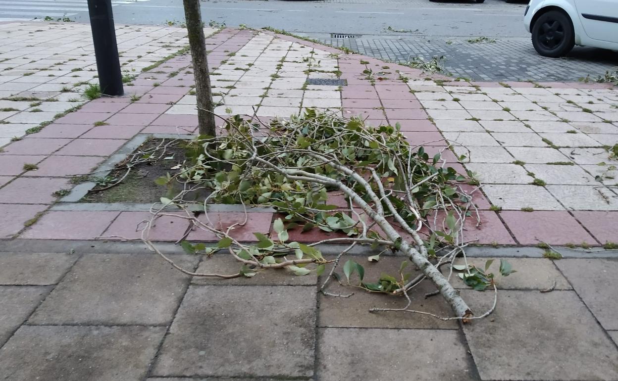 Las fuertes rachas de viento han tirado multitud de ramas de árboles durante la noche. 