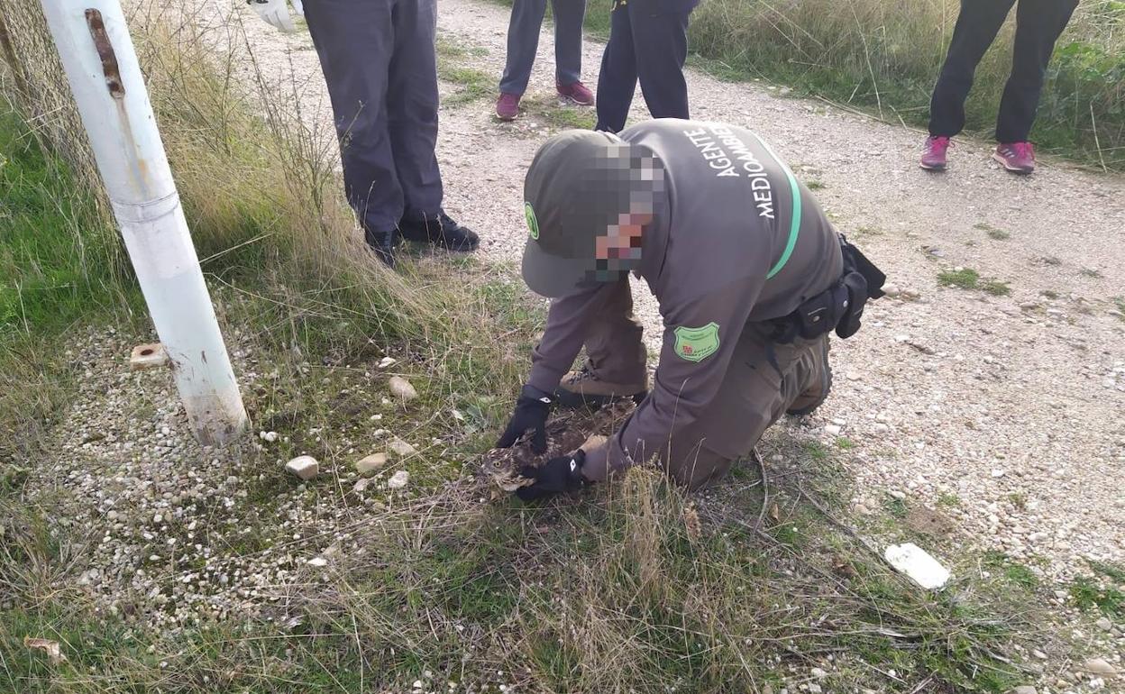 Medio Ambiente: Recuperado en Aranda un azor que había sufrido la fractura de un ala