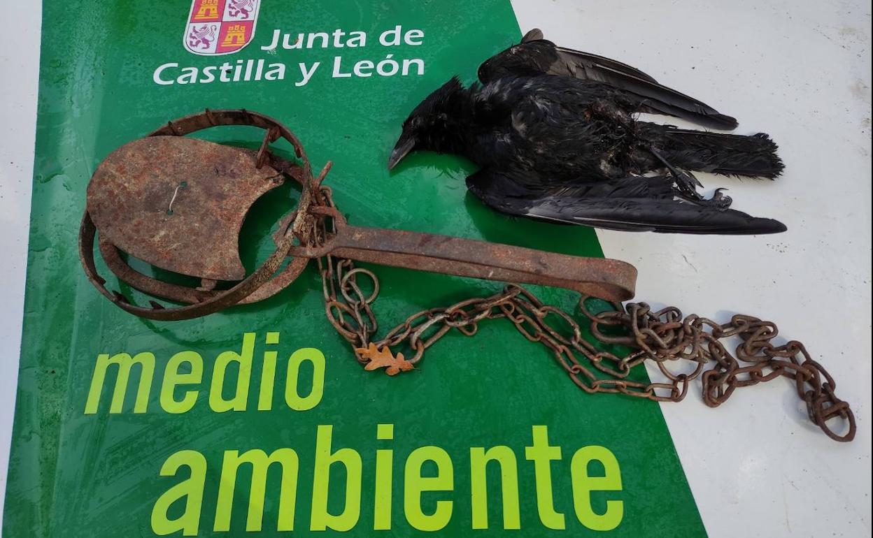 La corneja muerta, junto con el cepo.