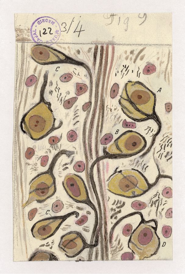 Fotos: Exposición &#039;Las misteriosas mariposas del alma. Don Santiago Ramón y Cajal