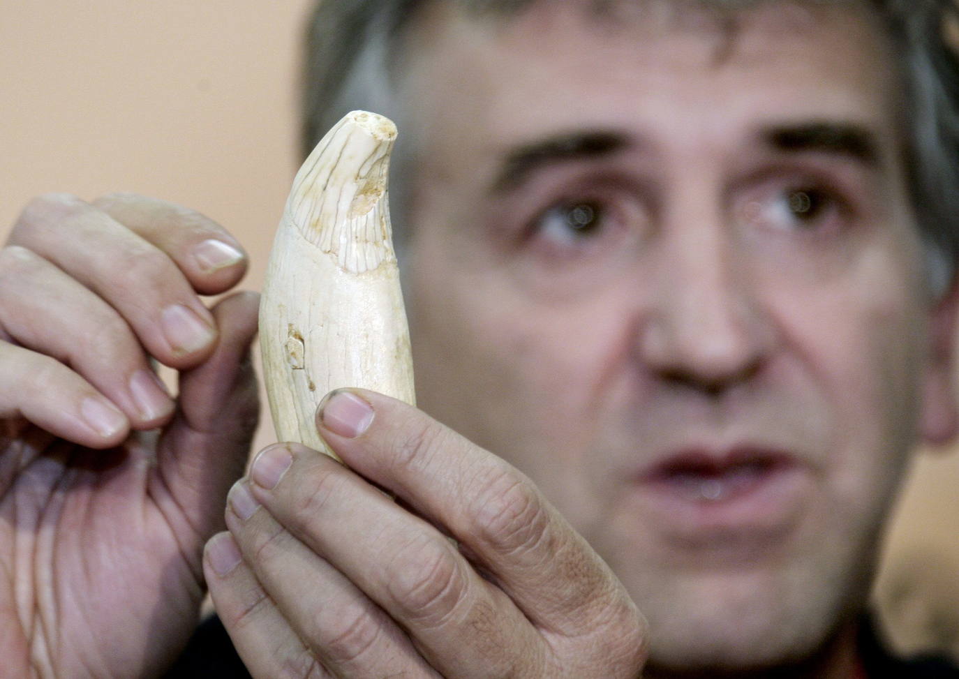 21.07.06 El paleontólogo Juan Luis Arsuaga muestra el colmillo de un oso que data de hace 500.000 años, hallado en el yacimiento de Atapuerca. 