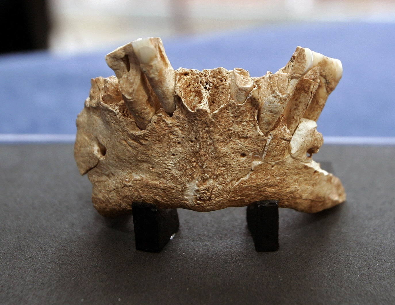 Mandíbula del europeo más viejo de la historia de la sierra de Atapuerca datada en 1, 2 millones de años, que ha sido descubierta por el equipo investigador de Atapuerca, en la cueva denominada Sima del Elefante, el pasado 30 de junio de 2007.