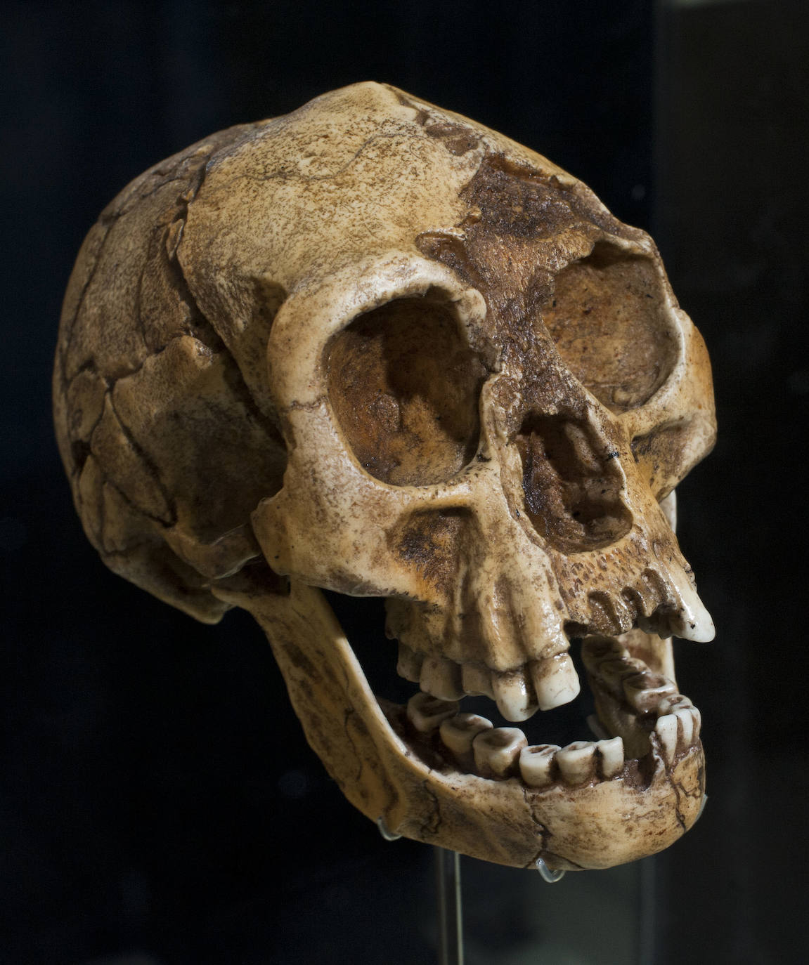 Homo heidelbergensis. Miguelón fue el emblema, pero en la Sima de los Huesos se han recuperado otros 27 cráneos en gran estado de conservación. Todos superan los 500.000 años, como éste.