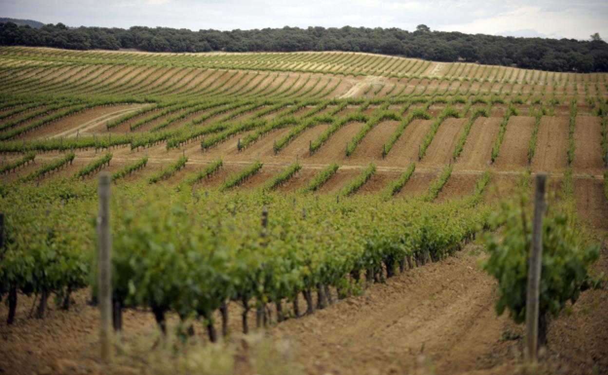 Viñedos en Roa, en la Ribera del Duero. 