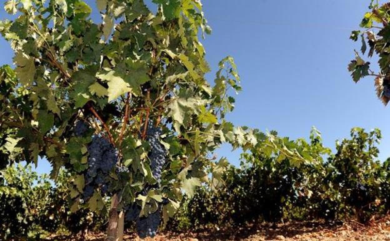 Imagen de archivo de los viñedos de la Ribera del Duero. 