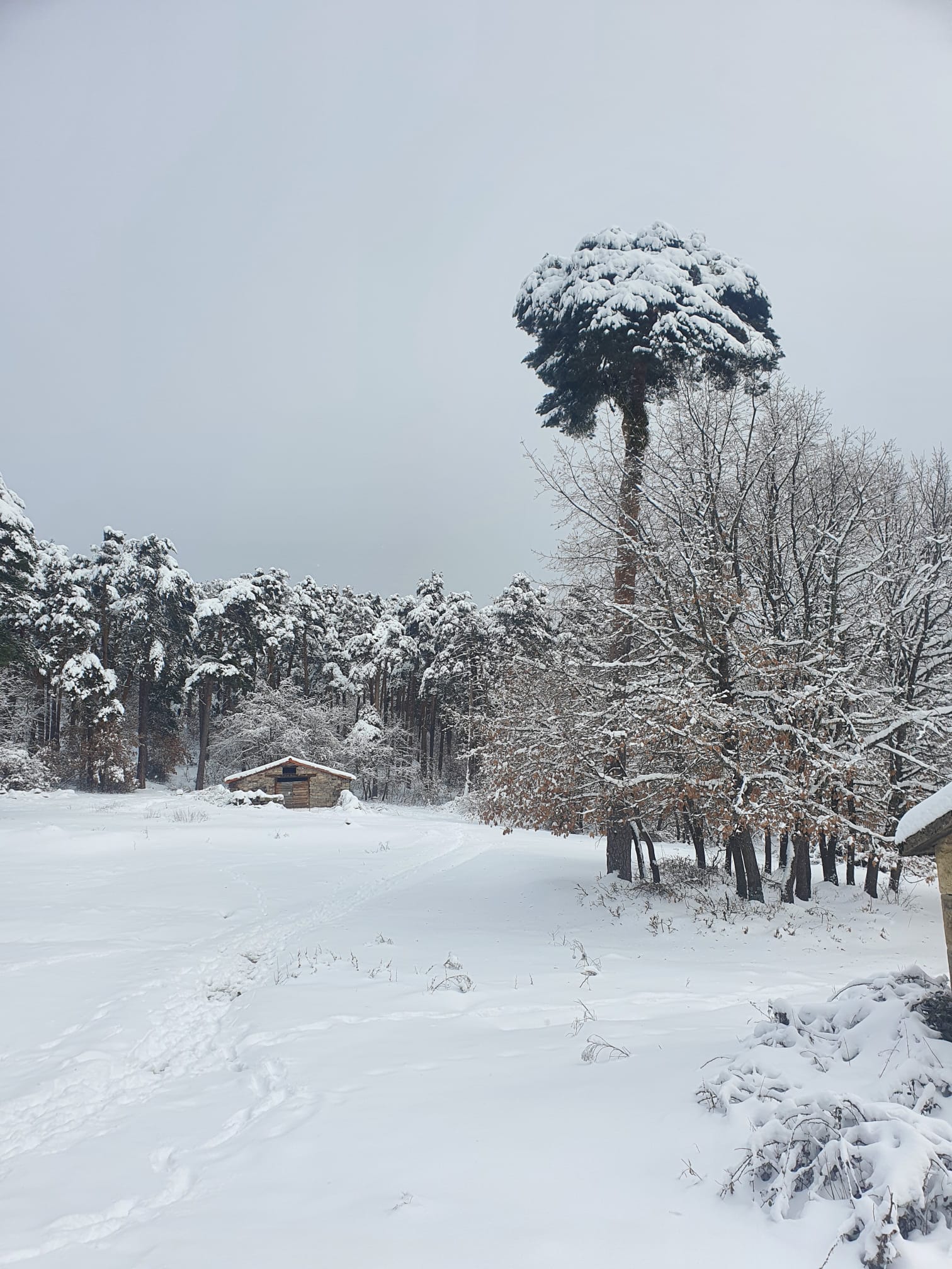 Quintanar de la Sierra