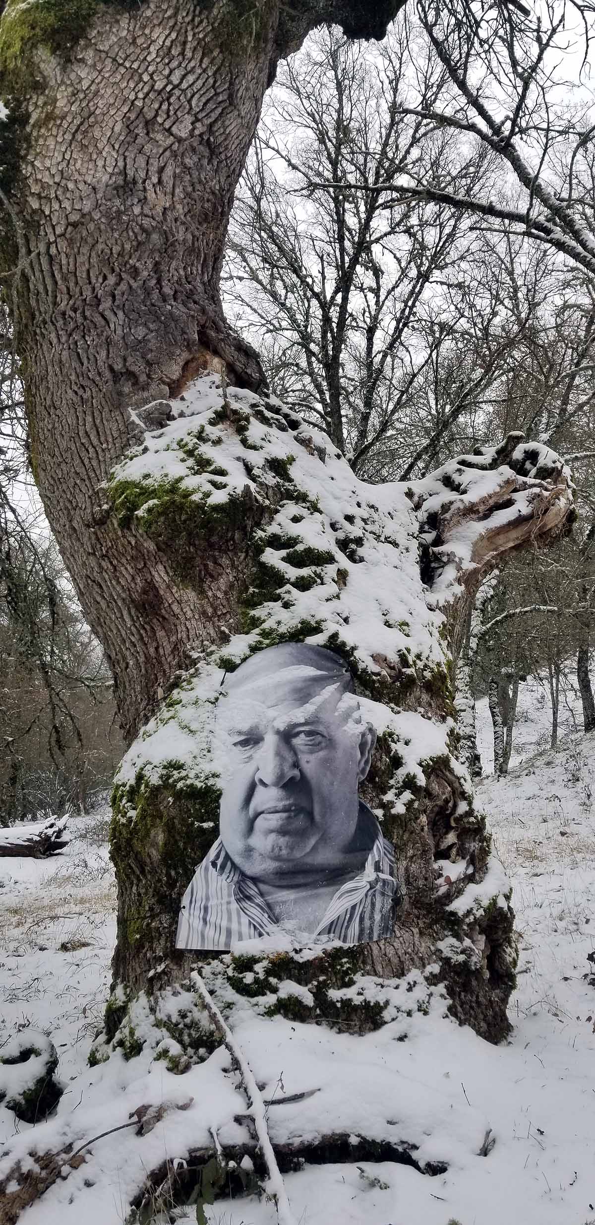 Unidos a los robles cuyas raíces anclan a la tierra de Lara, en una dehesa a la sombra de la sierra de Las Mamblas, cerca de Mambrillas de Lara, se encuentra el proyecto fotográfico 'Enraizados' | Un plan al aire libre para estos días de cierre provincial, un homenaje a los que han trabajado la tierra. 