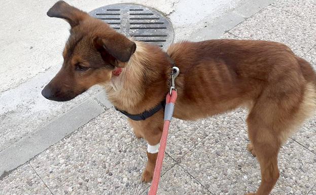 Mut, rescatado esta semana en Oña, tendrá que recuperarse del maltrato sufrido.