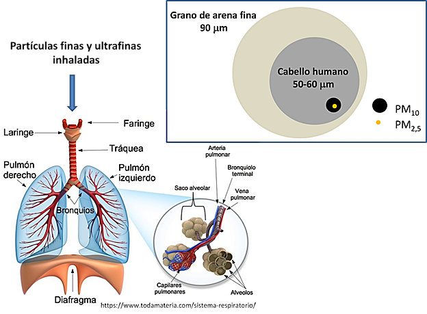 Las partículas finas entran en el sistema respiratorio, pudiendo llegar a los alveolos pulmonares. Estas partículas tienen un diámetro mucho más pequeño que el de un cabello humano o un grano de arena fina. 