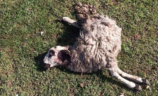 Una oveja muerta por el ataque del lobo. 