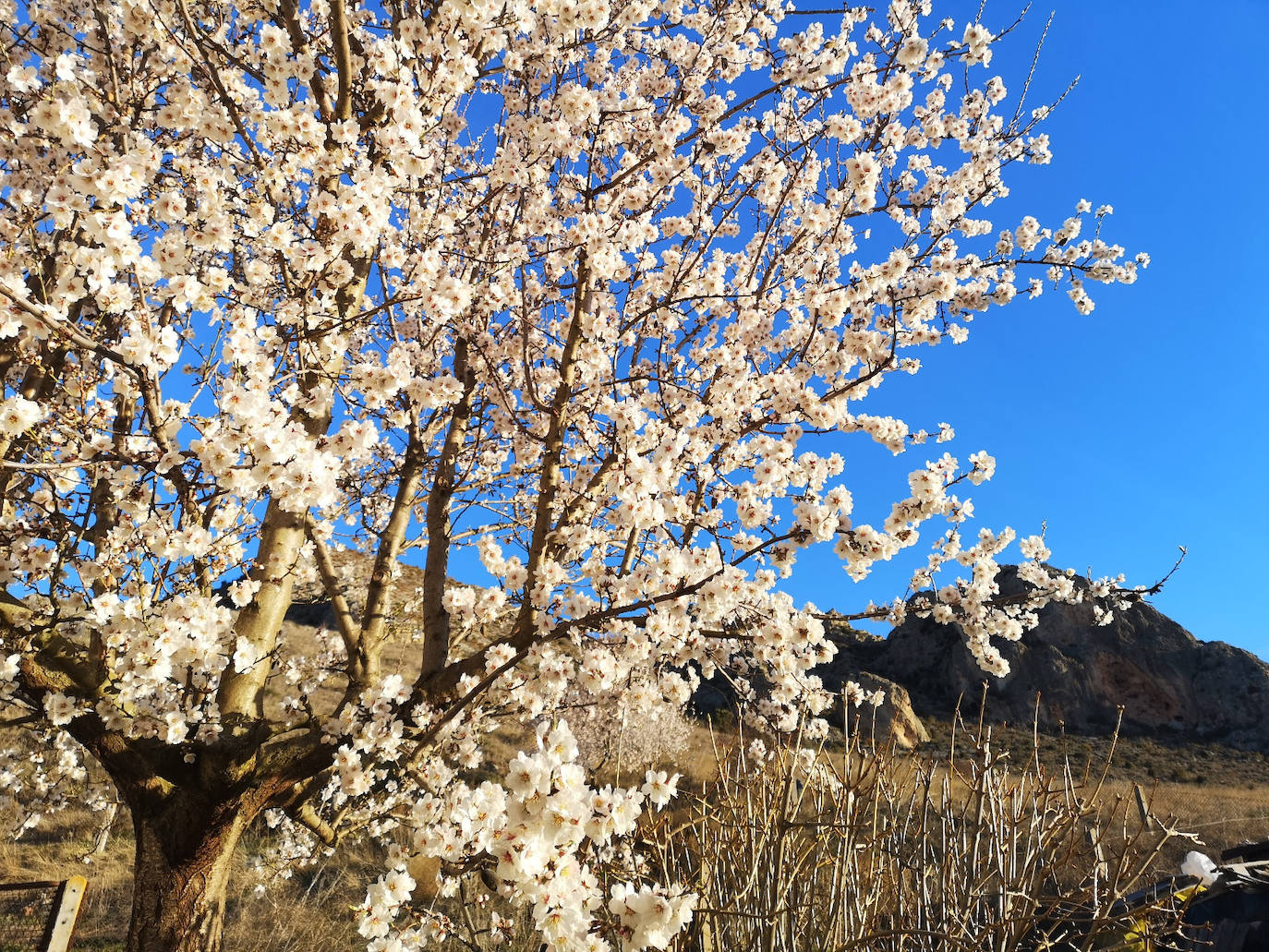 Floración almendros. 