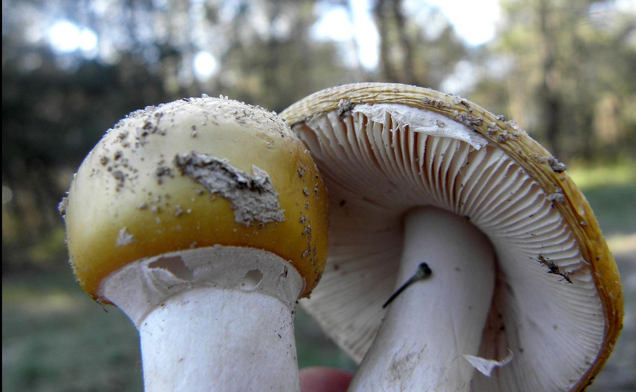 Ejemplares de setas en Castilla y León. 