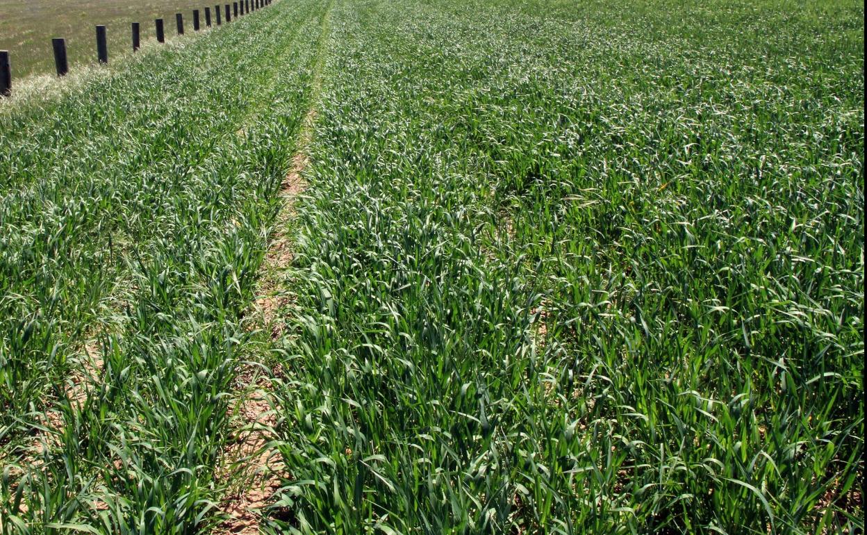 Las obras de la concentración parcelaria de Gumiel de Izán supondrán 3,5 M€