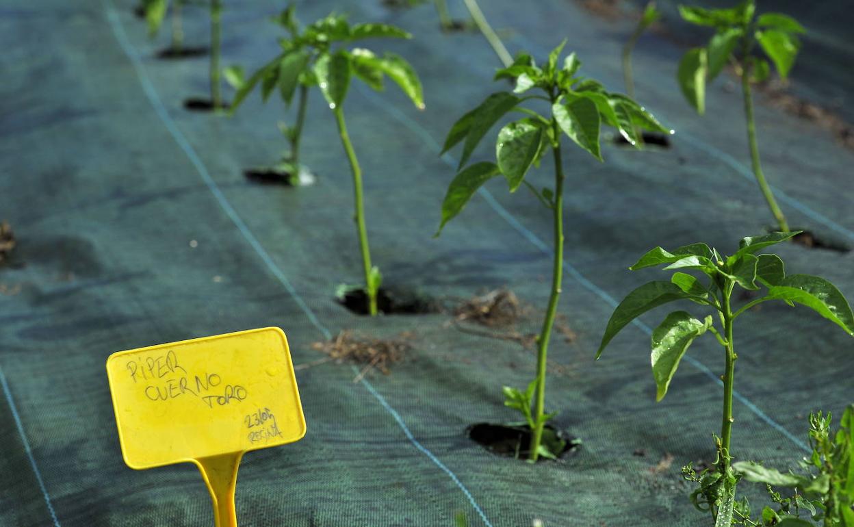 Producción ecológica para un restaurante. 