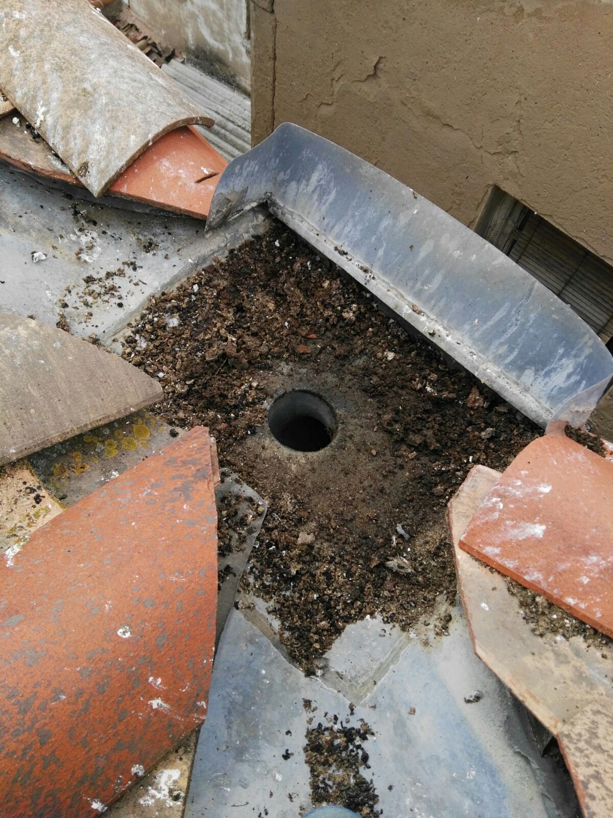 Fotos: &#039;La casa de las palomas&#039;, un foco de insalubridad