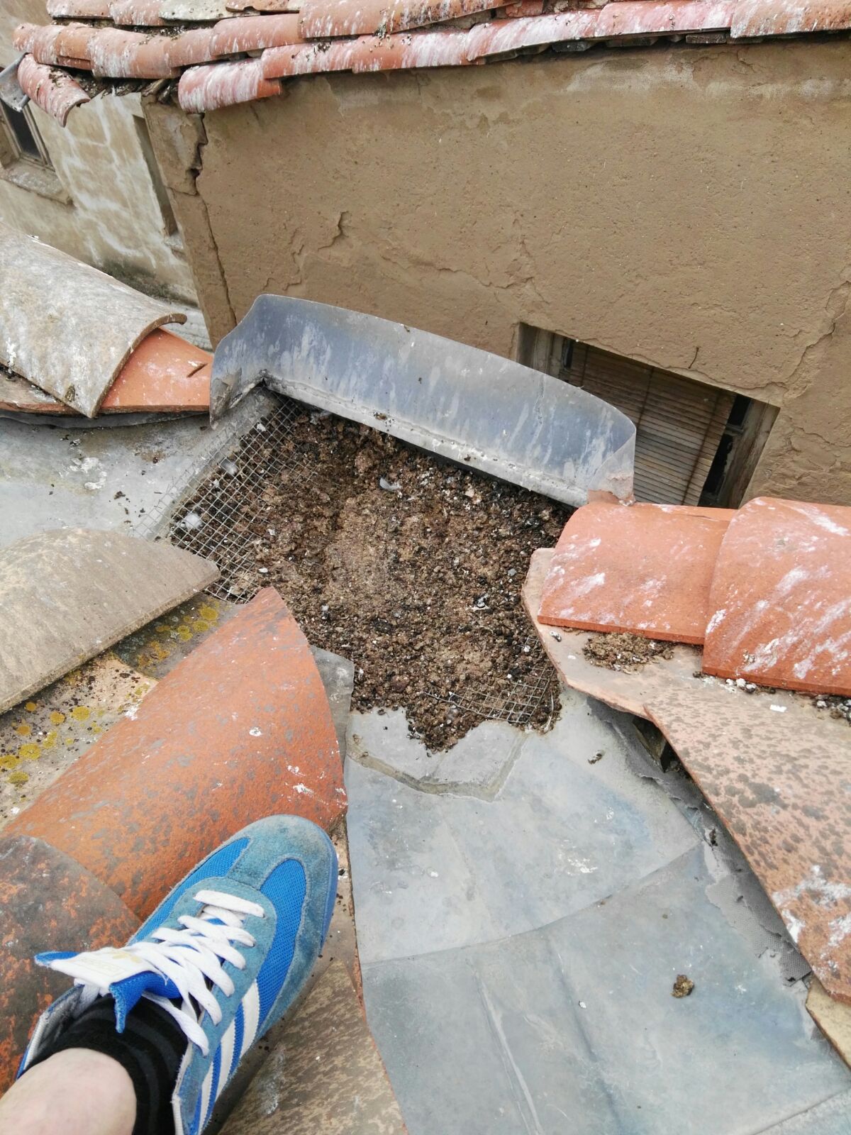 Fotos: &#039;La casa de las palomas&#039;, un foco de insalubridad