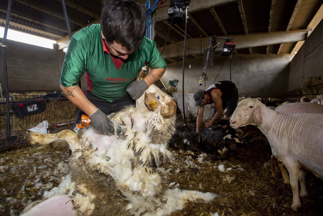 Fotos: Esquiladores uruguayos trabajan en una explotación de Villafrechós