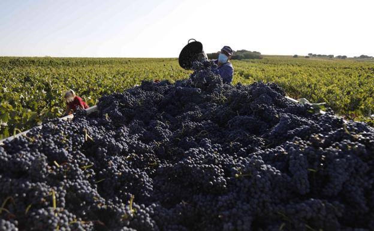 Imagen de la vendimia de 2020 en la Ribera del Duero.