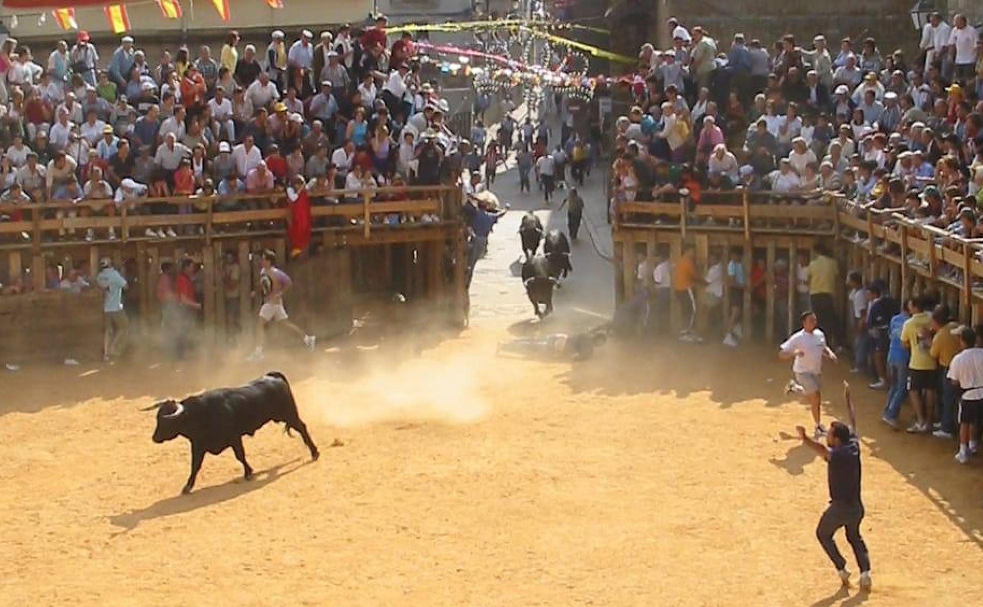 Entrada de los toros en la plaza de toros de madera de Fermoselle después de recorrer las calles de la villa.