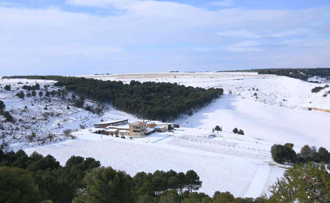 Viñedo nevado el pasado mes de enero en Peñafiel. 