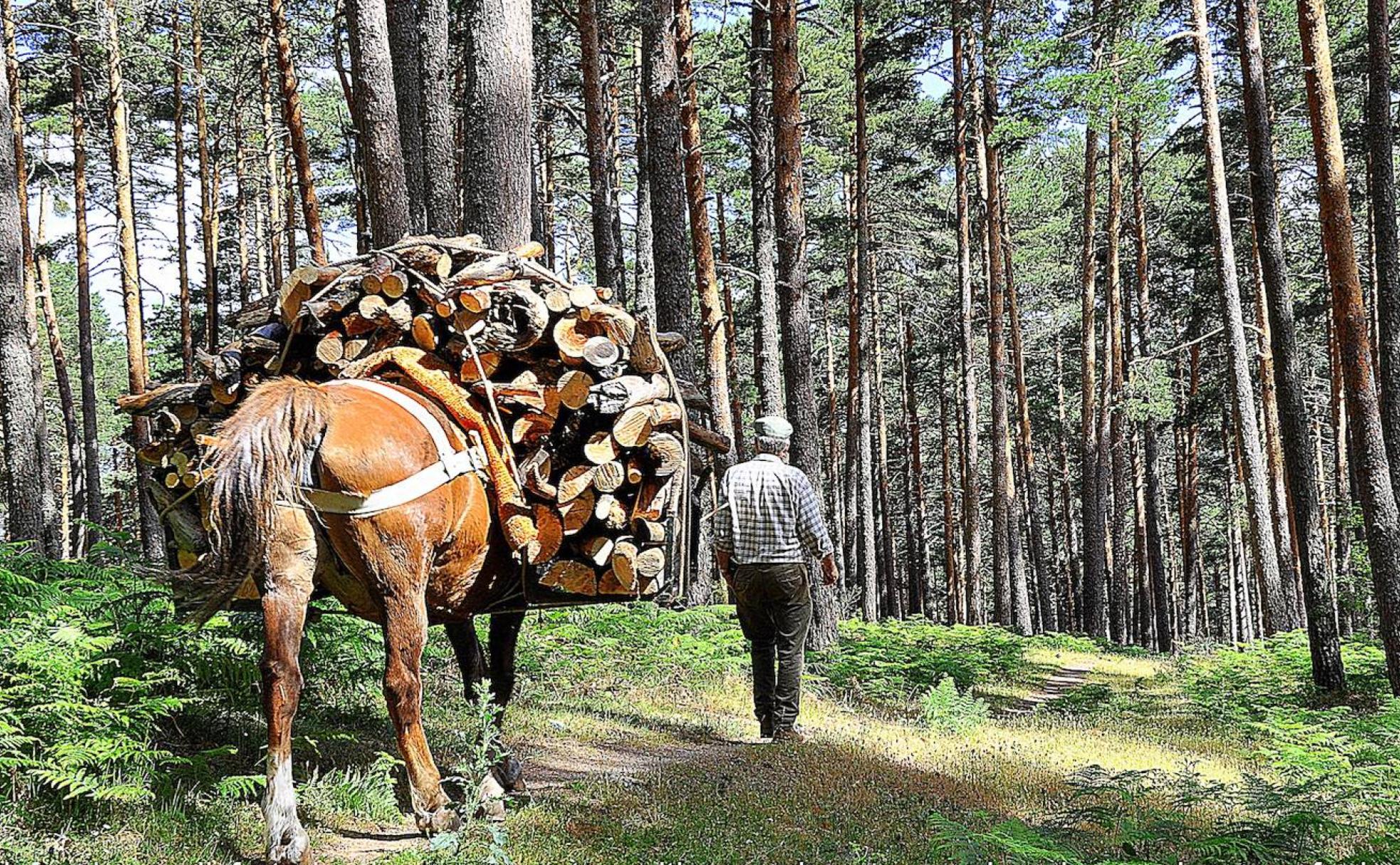 Gabarrero en la Sierra de Guadarrama.