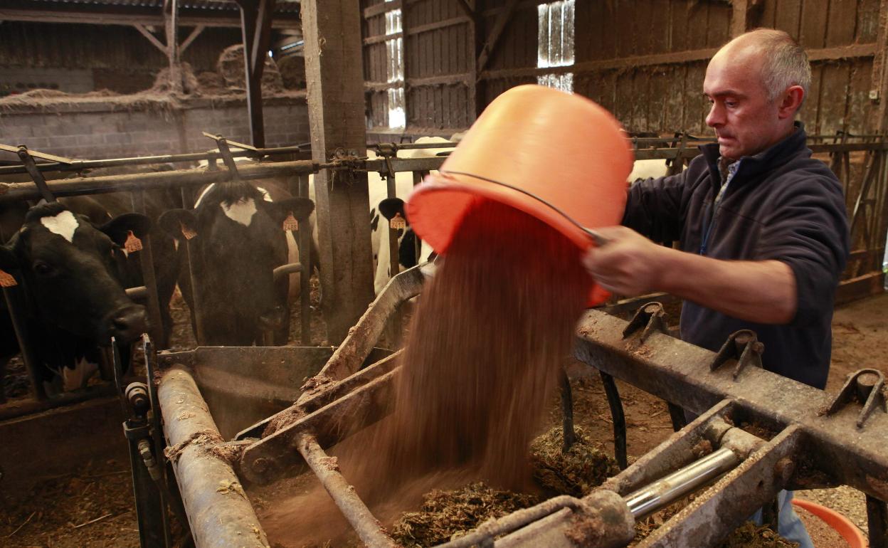 Un ganadero prepara el pienso para sus vacas.