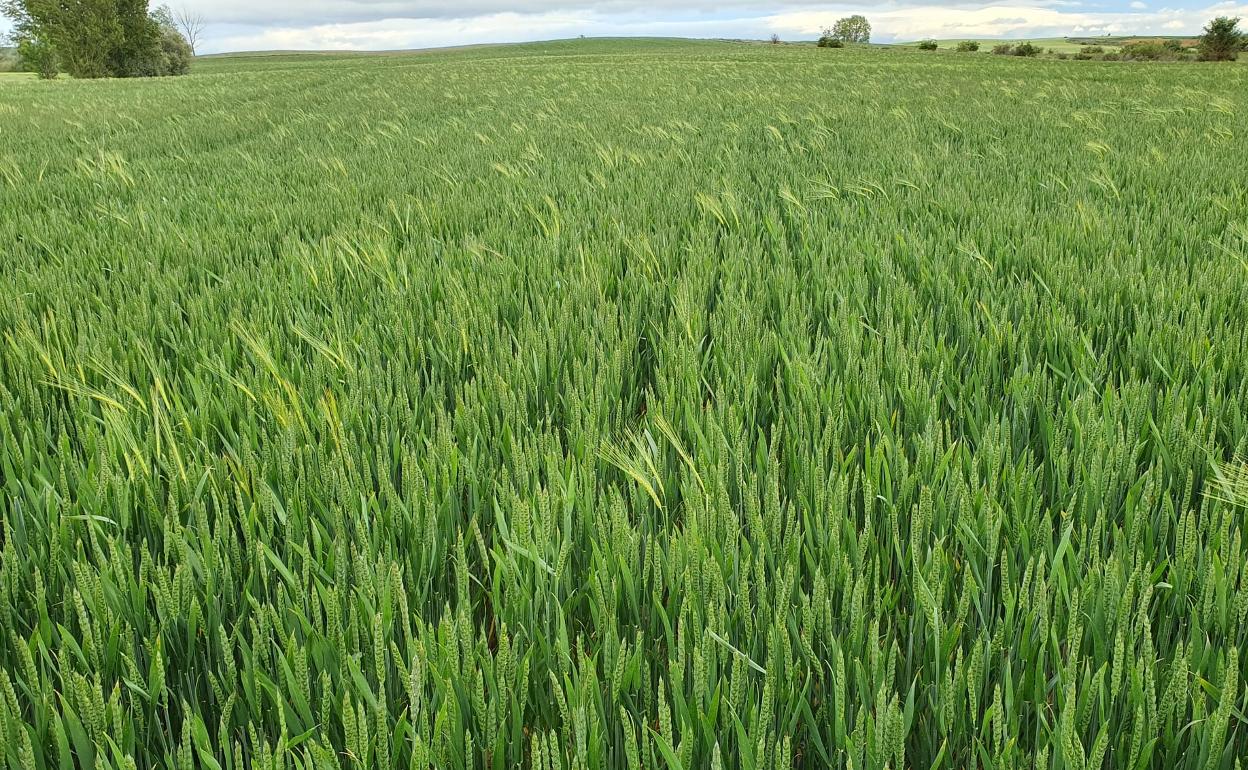 Parcela de cereal en la provincia de Palencia. 