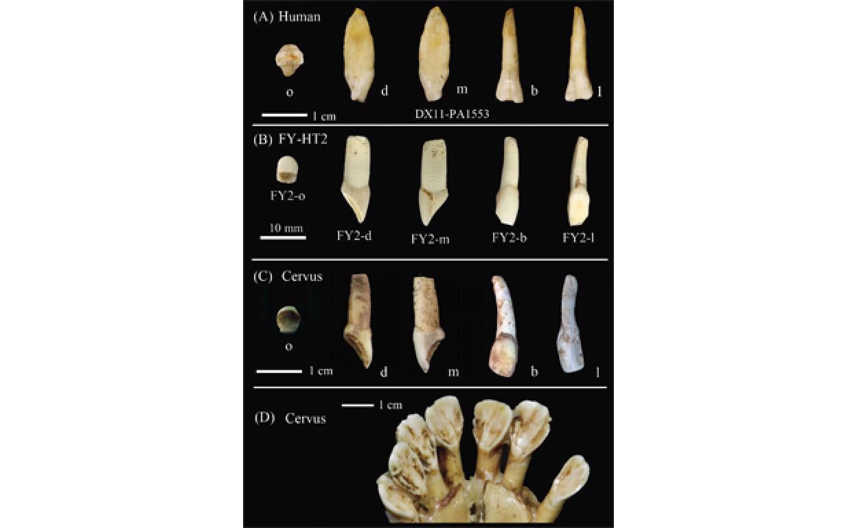 Comparación de diente humano de la cueva de Fuyan (A), del diente de herbívoro publicado como humano por Sun et al. 2021 (B), y de dientes de ciervo del Pleistoceno Superior (C) y actuales 