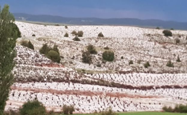 Imagen principal - El pedrisco devasta decenas de hectáreas de viñedo en las zonas de Moradillo, Peñaranda y La Vid