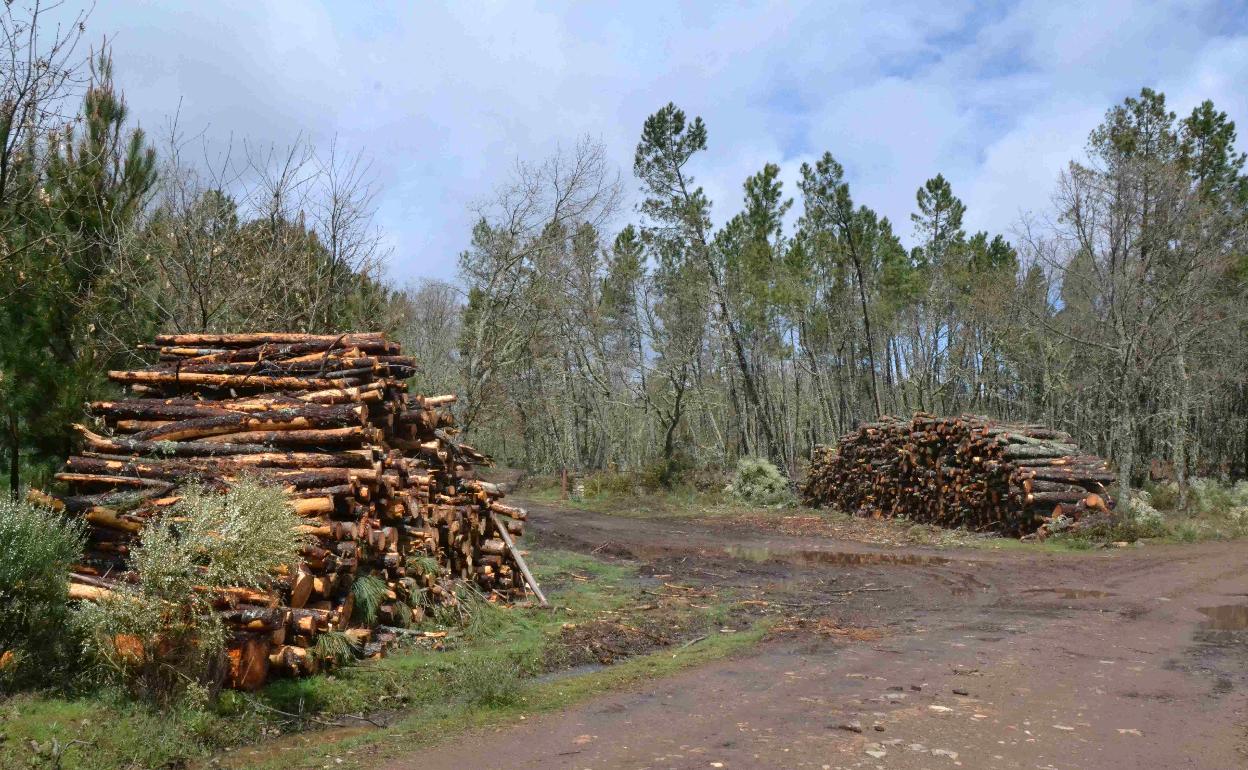 Monte en la provincia de Salamanca. 