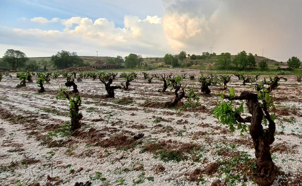 Daños en el viñedo causados por el pedrisco la semana pasada. 