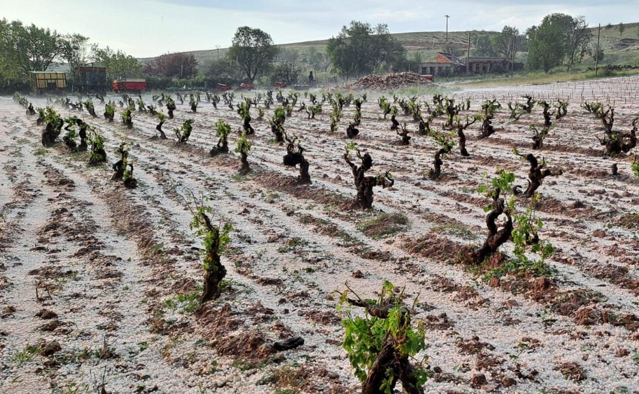 Viñedos afectados por el pedrisco en la DO Ribera del Duero. 