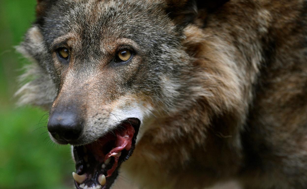 El lobo Belmon en el recinto de La Casa del Lobo, ubicada en la localidad asturiana de Belmonte de Miranda. 