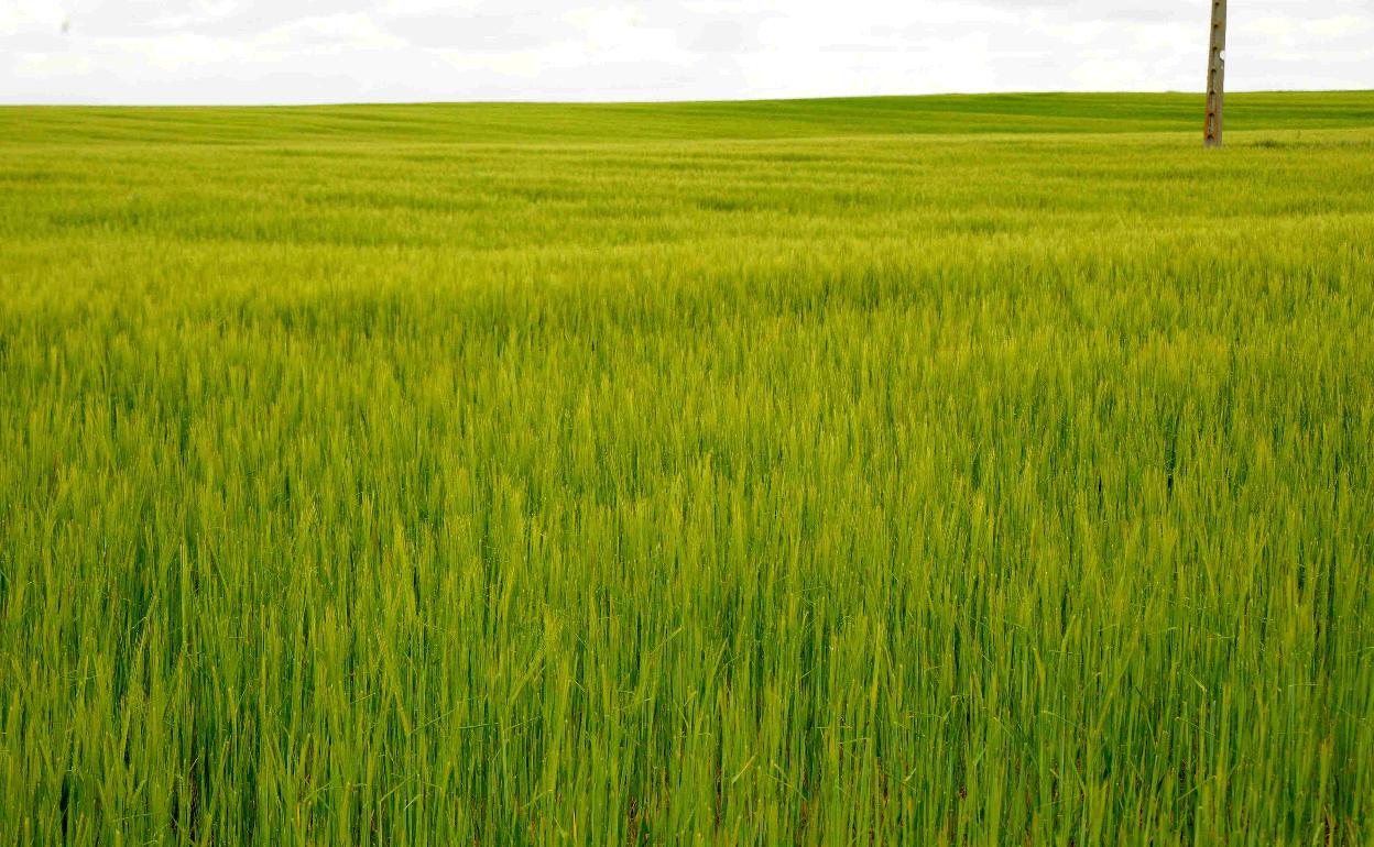 Campo de cereal al sur de la provincia de Valladolid. 