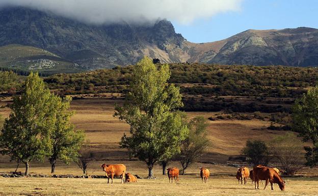 Vacas a las afueras de la localidad.