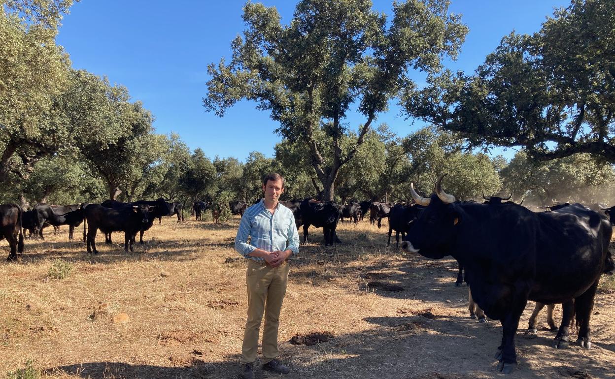 Alberto Sánchez, junto a los animales de raza sayaguesa que cría en Dehesa Almariego. 