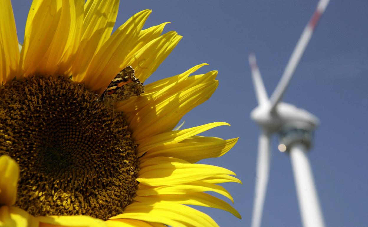 Un girasol junto a un aerogenerador. 