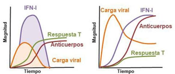 Figura 1. Los individuos que controlan bien la infección por coronavirus SARS-CoV2 (gráfica izquierda) suelen tener una menor cantidad de anticuerpos que los no controladores (gráfica derecha) y, por tanto, estos últimos desarrollan una enfermedad más grave. En gran medida, la adecuación de la respuesta está condicionada por la dinámica en la producción de interferones tipo I (IFN-I), y de otros componentes de la respuesta inmunitaria innata.