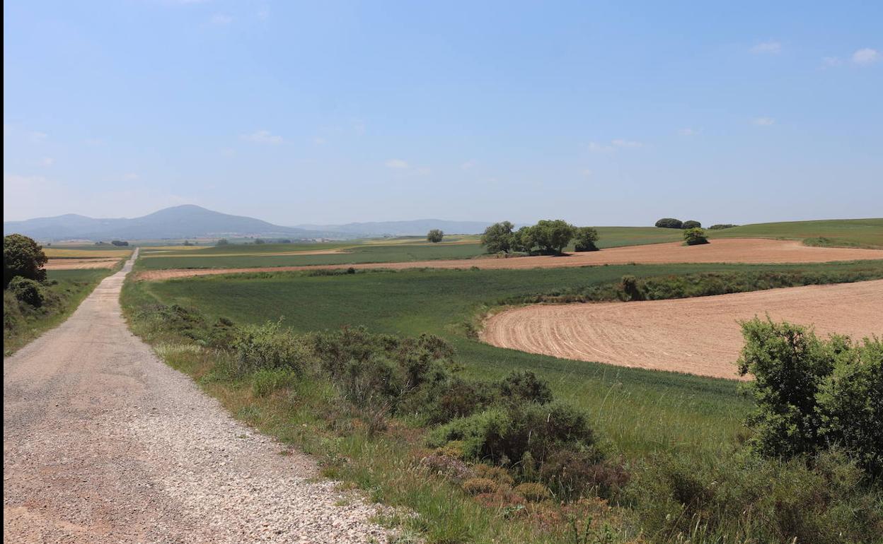 Campos de cultivo de la provincia de Burgos. 