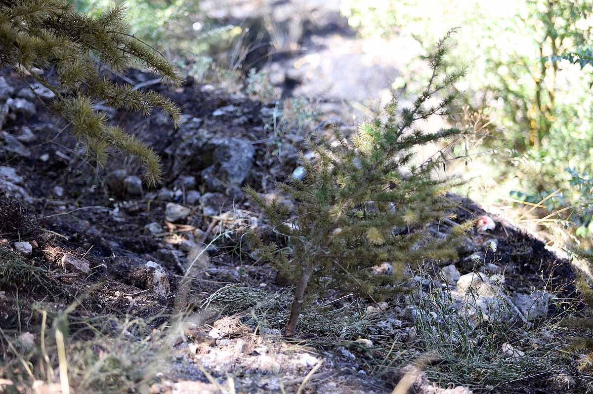 Fotos: Las consecuencias del fuego en el entorno del Castillo de Burgos