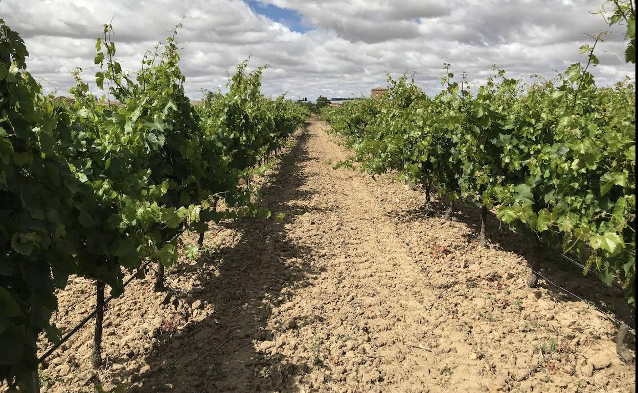 Viñedos del término municipal de Nava del Rey incluidos en la DO Rueda. 