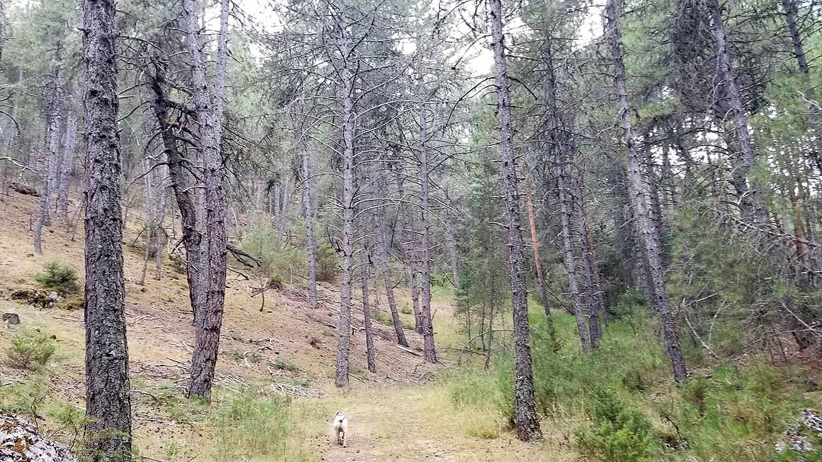 Fotos: Recorrer las esculturas naturales que el río Lobos ha esculpido