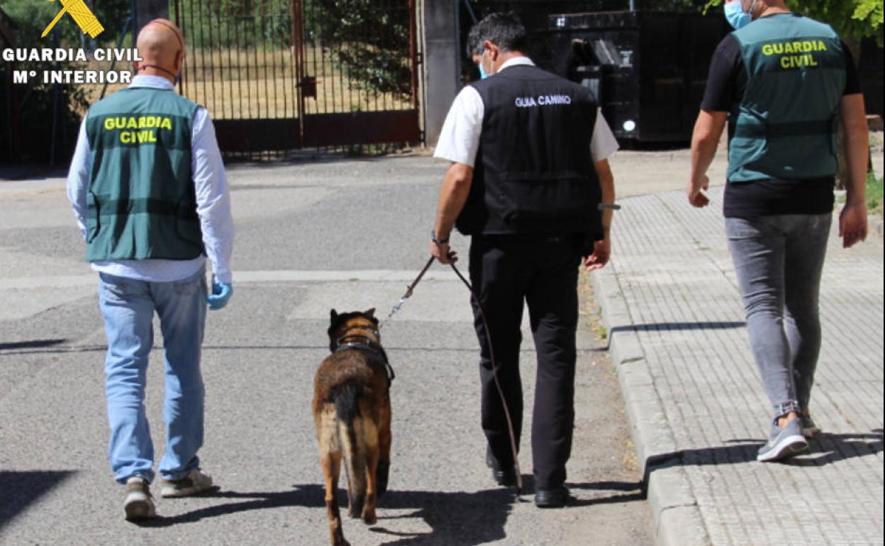 Imagen de la Unidad Canina de la Guardia Civil en el marco de la Operación Troppo. 