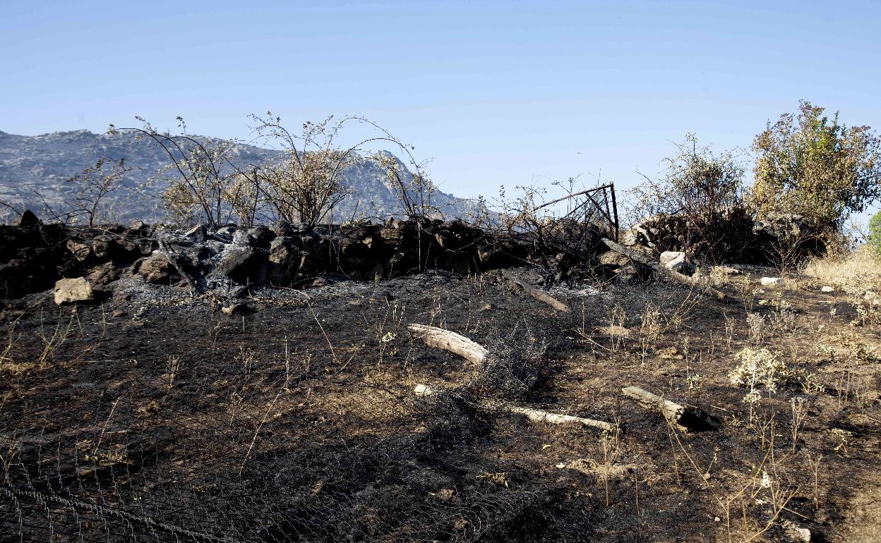 Terreno quemado en la serranía de Ávila.